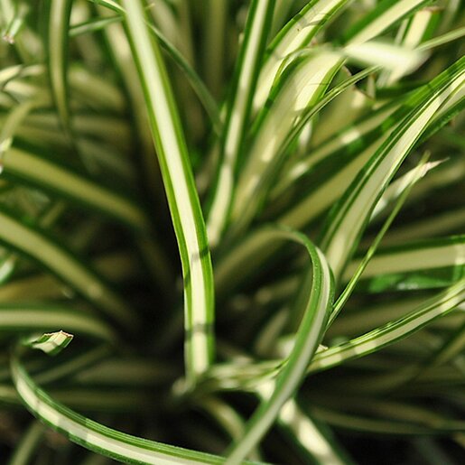 Carex oshimensis Evergold Japanese Sedge | SiteOne US